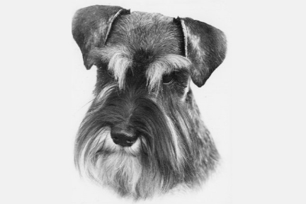 Ch. Repetition's Favorite Son for Risepark image