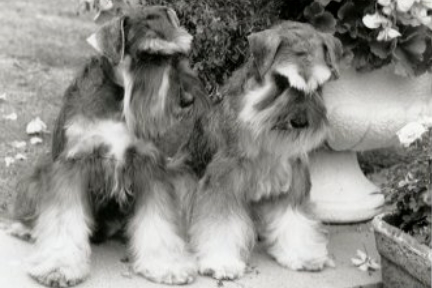 friends image