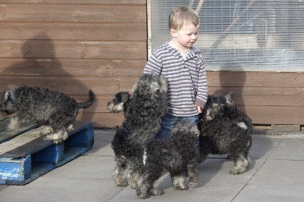 jack-and-pups image