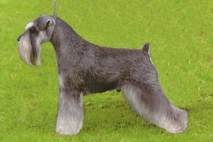 Ch. Risepark Striking Fella image