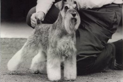 Ch. Repitition's Favorite Son For Risepark image