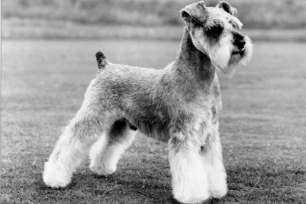 Ch. Risepark Bon-Ell Taurus Imp image