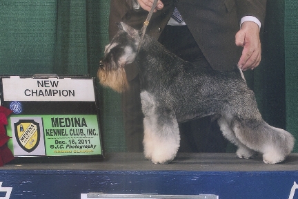 Ch. Repitition's Acclaim image